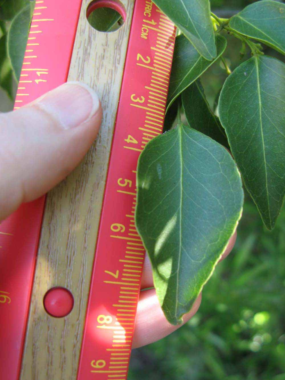              Leaflet (Winter Haven, FL)       